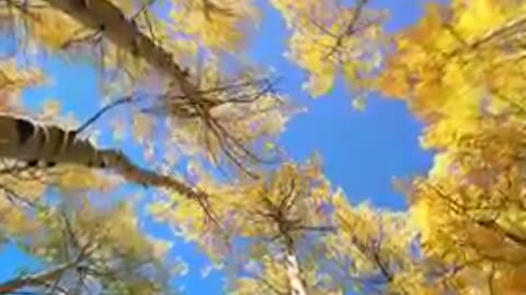 Nuture_relaxing_4k_Satetas_Nuture short_ _beautiful_super_shorts_video.