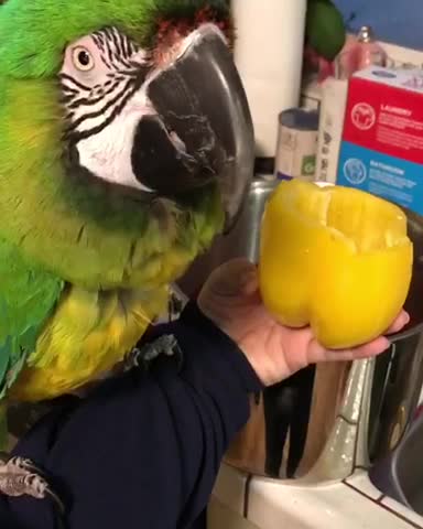 Trying to cook with a parrot