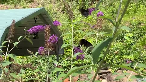 NW NC Appalachia 1pm 72 gorgeous degrees @ The Treehouse 🌳 Butterfly 🦋 bush is in bloom