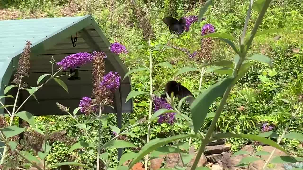 NW NC Appalachia 1pm 72 gorgeous degrees @ The Treehouse 🌳 Butterfly 🦋 bush is in bloom