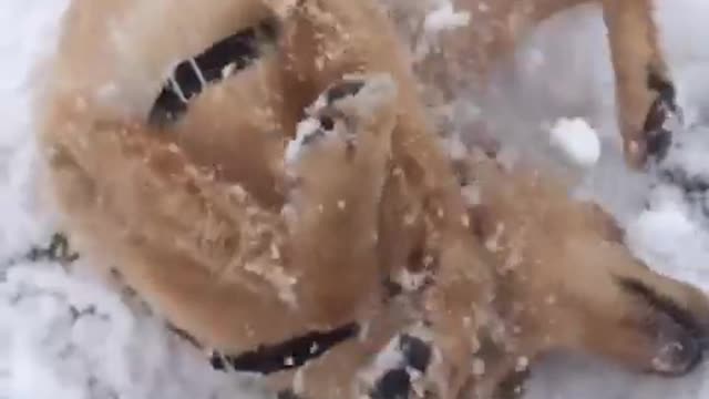 Slowmo labrador dog rolls around in snow