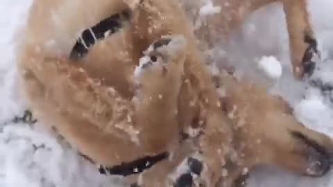 Slowmo labrador dog rolls around in snow