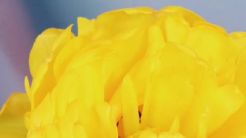 Relaxing Flowers video