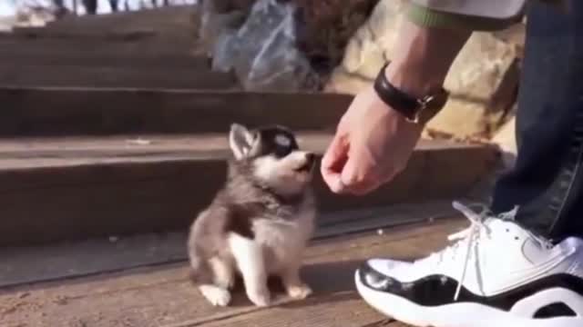 Funny Cute Husky Puppy Gentle Walk