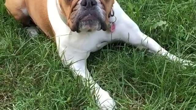 Brown dog catching strawberry in slo mo and eating it