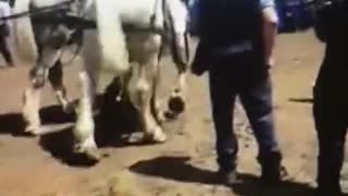 Amish Farm Auction--The Beautiful Percherons!