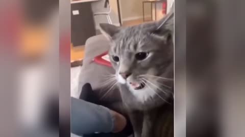 Attack | cat