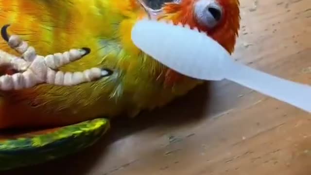 Parrot relaxing with cuddles