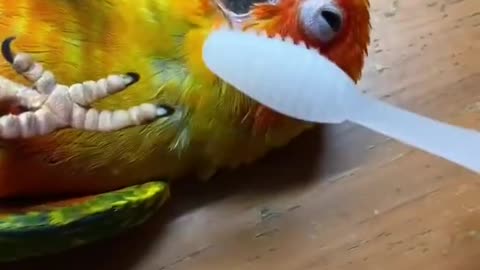 Parrot relaxing with cuddles