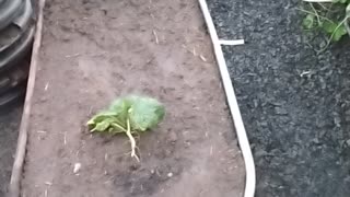 Zucchini planter