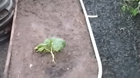 Zucchini planter