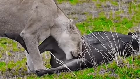 Lion Eating