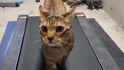 Unboxing the Latest Cat and Dog Toys