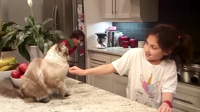 Cat baby fight funny comedy 🤣🤣4 second video