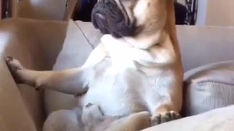 ×Doggy Yoga | Funny video | Viral video | Funny meme | Whatsapp status | Viral file 2021