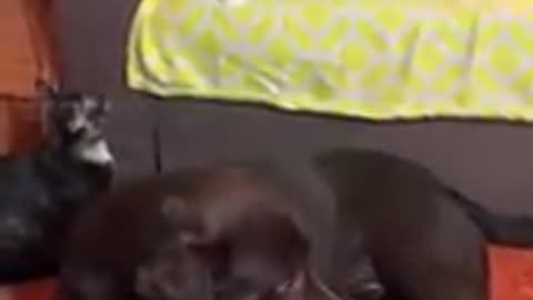Funny animals