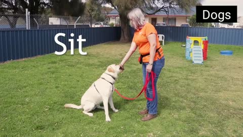 How to make most of your dog training sessions