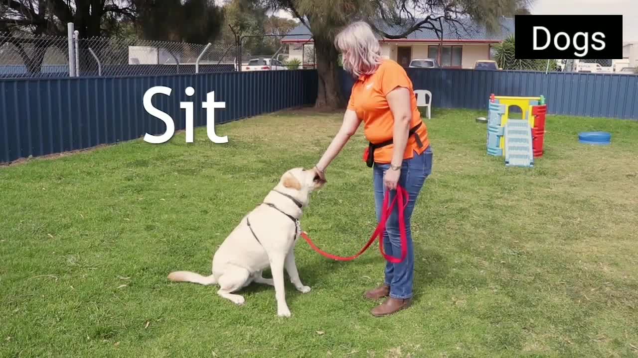 How to make most of your dog training sessions