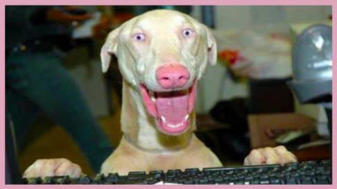 Funniest viral Pets on TikTok that will make you die laughing