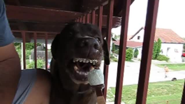 DOG EATING ICE CREAM IN SLOW MOTION