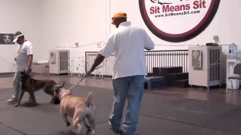 Dog training with South African Boerboel Mastiff - Part 1_Cut.mp4