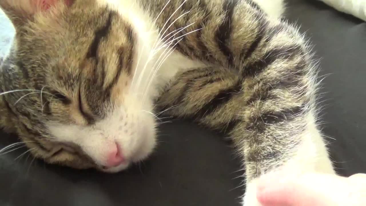 Cute Sleeping Kitten