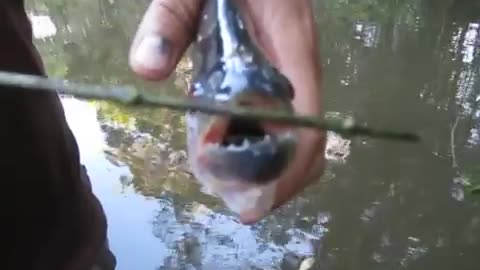 Using a Piranha like Scissors