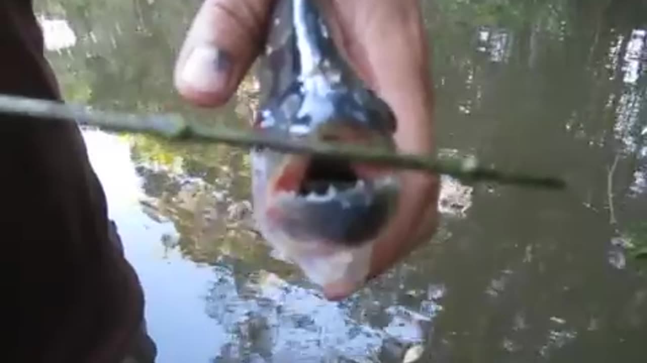 Using a Piranha like Scissors