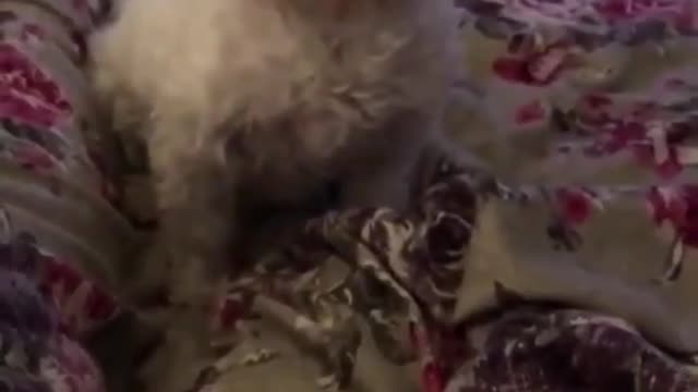 Funny And Cute Dog Reaction -Try not to laugh