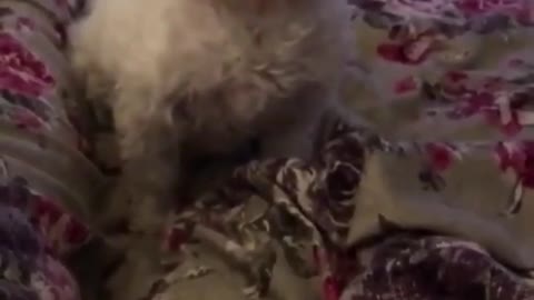 Funny And Cute Dog Reaction -Try not to laugh