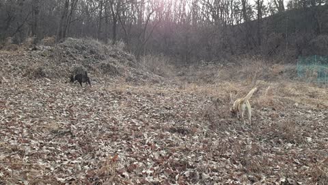 A walk of Jindo dogs in the countryside