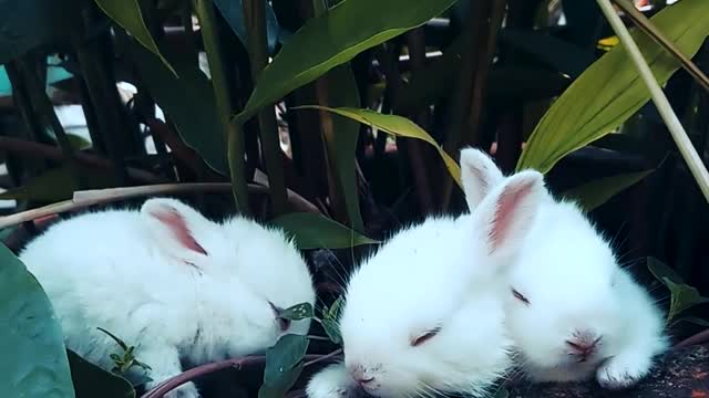 Rabbits Resting on pot with plants