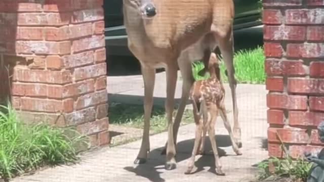 Newborn fawn🥰