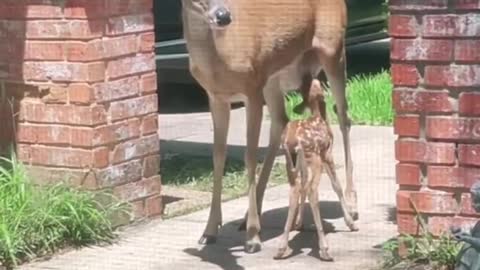 Newborn fawn🥰