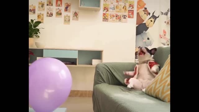 Funniest Dogs And Cats Best Of The 2021 Funny Animal Videos