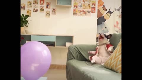 Funniest Dogs And Cats Best Of The 2021 Funny Animal Videos