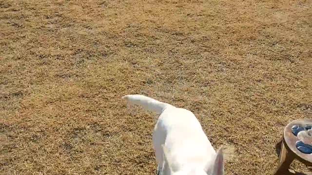 Run puppy