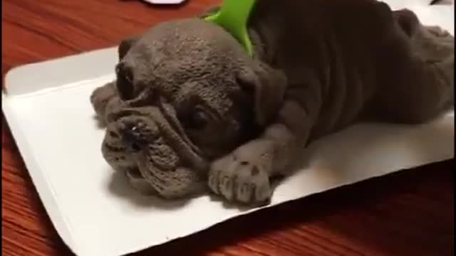 Dogs Reaction to Dog Cake