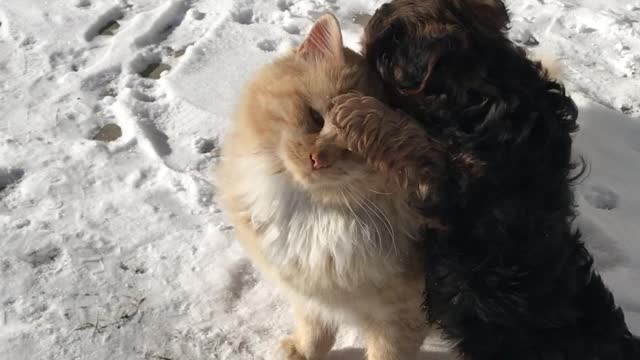 Kitty Enjoys Company of Playful Puppy