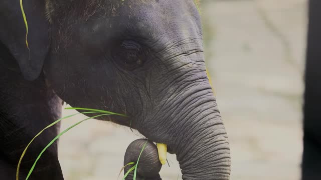 Close up on Elephant Feeding