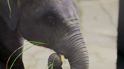 Close up on Elephant Feeding