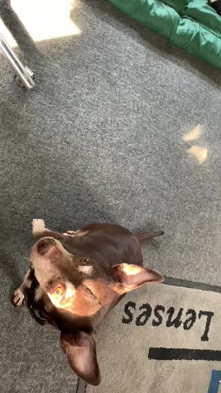 Playing dead to get some snacks