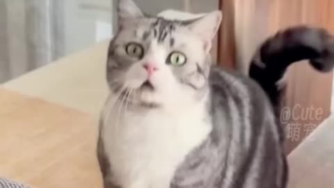 Funny Cats😀#shorts 
