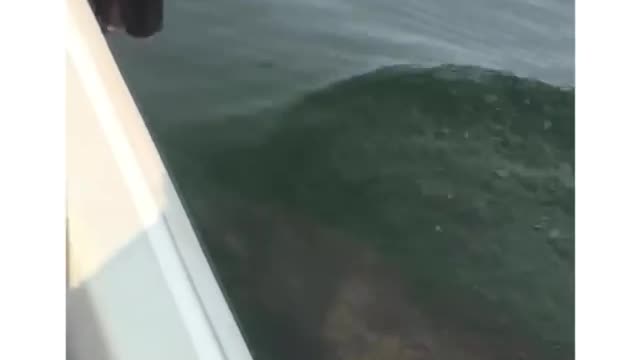 Dog makes ocean friends