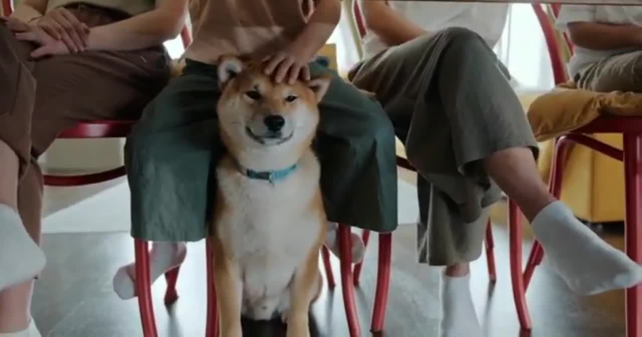 Happy Shiba Inu