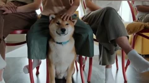 Happy Shiba Inu