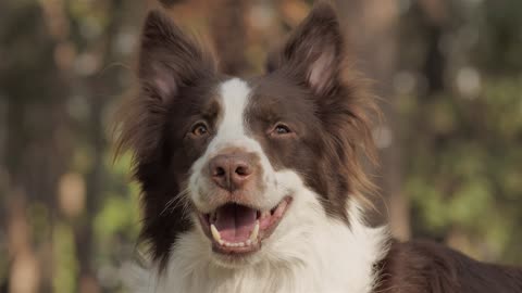 Dog smiling with sweet dreams