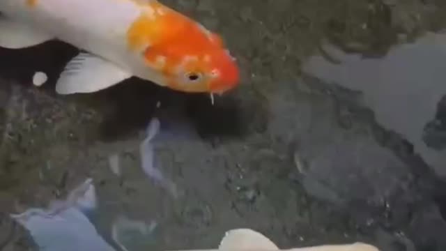 Look at this carp, it can bring good luck to mankind