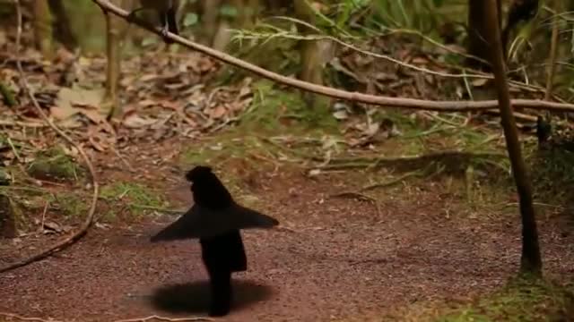 Weird & Wonderful Dancing Birds Compilation (Part 1)