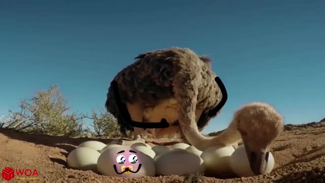 Funniest pets you've ever seen😂😂😂